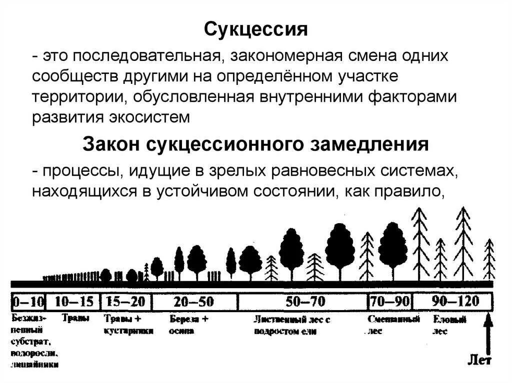 Вторичная сукцессия это кратко. Этапы биологической сукцессии. Причины вторичной сукцессии. Первичная экологическая сукцессия.