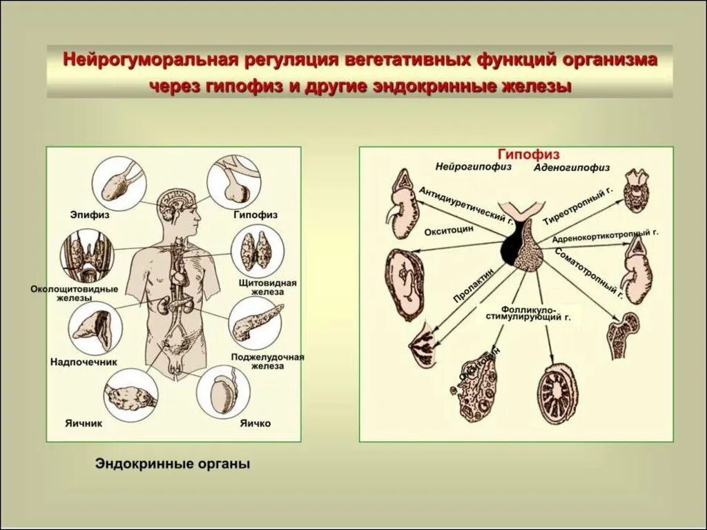 Гуморальная регуляция мозга. Нейрогуморальная регуляция. Нейрогуморальная регуляция функций организма. Нейро- гуморалная регуляция. Процессы нейрогуморальной регуляции.