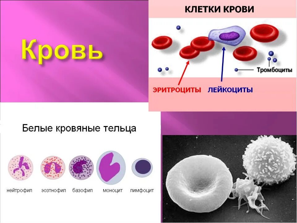 Строение красных кровяных клеток. Рисунок эритроцитов лейкоцитов лимфоцитов. Клетки крови эритроциты лейкоциты тромбоциты рисунок. Нарисовать эритроциты лейкоциты тромбоциты. Величина лейкоцитов человека