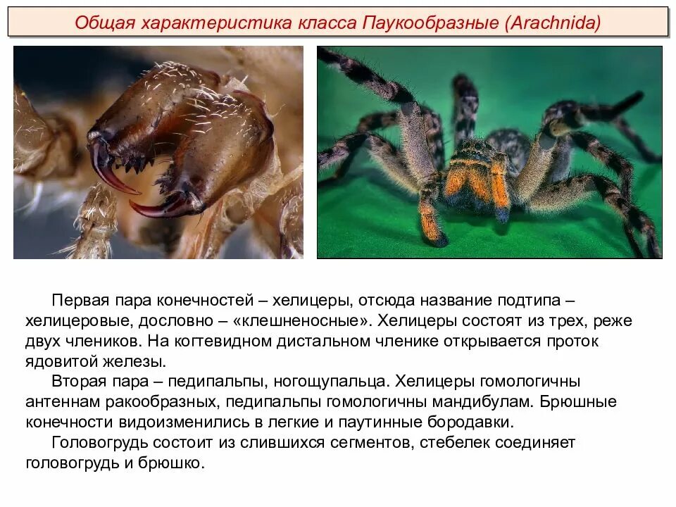 Признаки типа паукообразные. Хелицеры паукообразных. Хелицеры и педипальпы паукообразных. Общая характеристика паукообразных. Класс паукообразные общая характеристика.