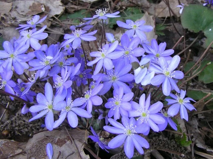 Многолетники ранние весенние. Печеночница Пиренейская. Печеночница hepatica Merlin. Многолетник печеночница. Перелеска печеночница.