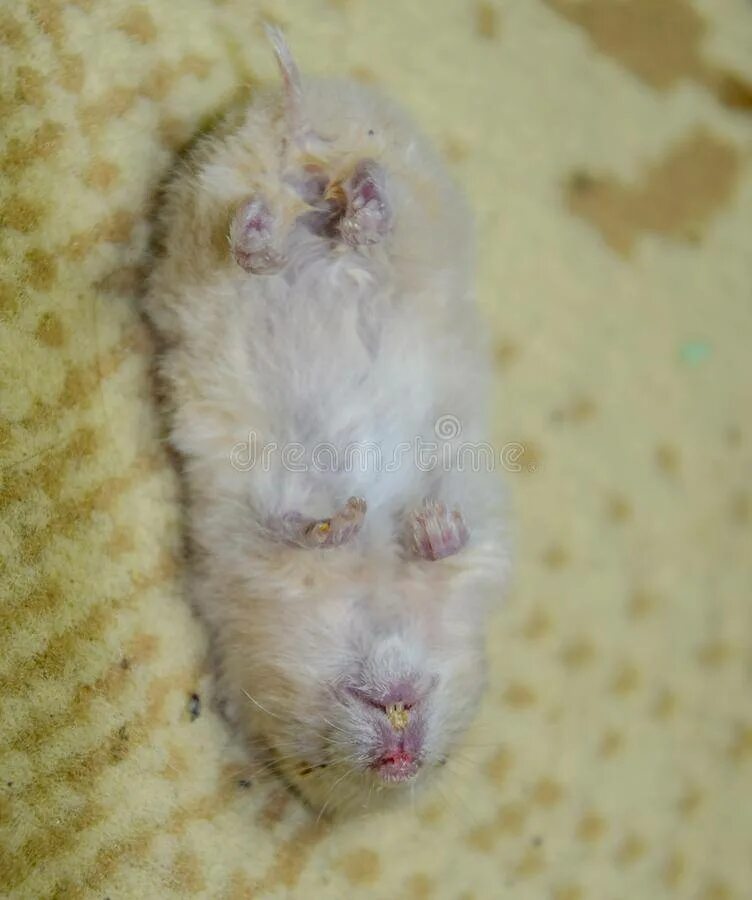 Хомяк сирийский. Хомяк джунгарский. Почему хомяк лежит. Почему хомяк лежит. Хомяк лежит на спине.