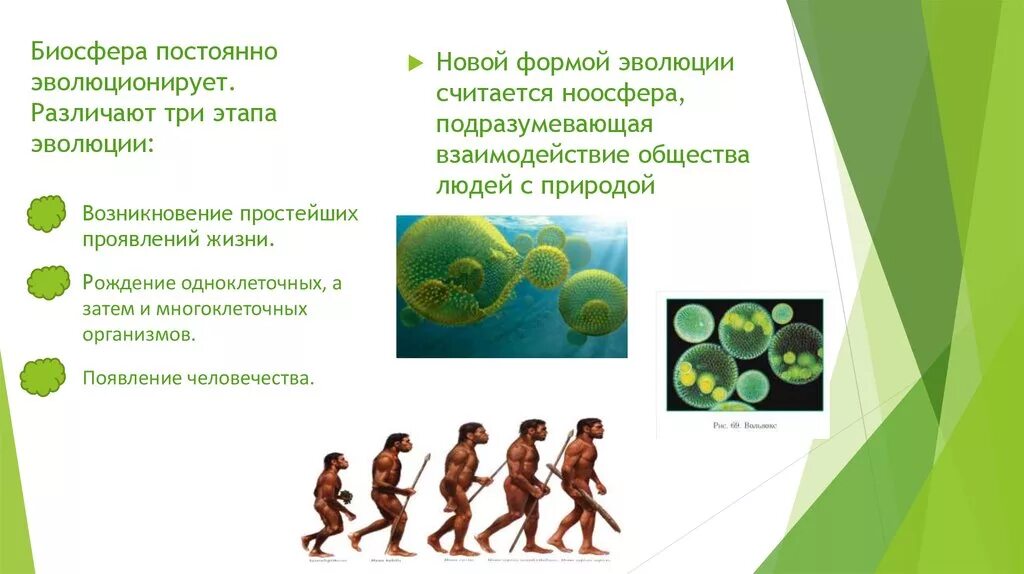 3 Этапа развития биосферы. 1 Этап развития биосферы. Три этапа эволюции биосферы. Этапы появления биосферы. Простейшие этапы развития