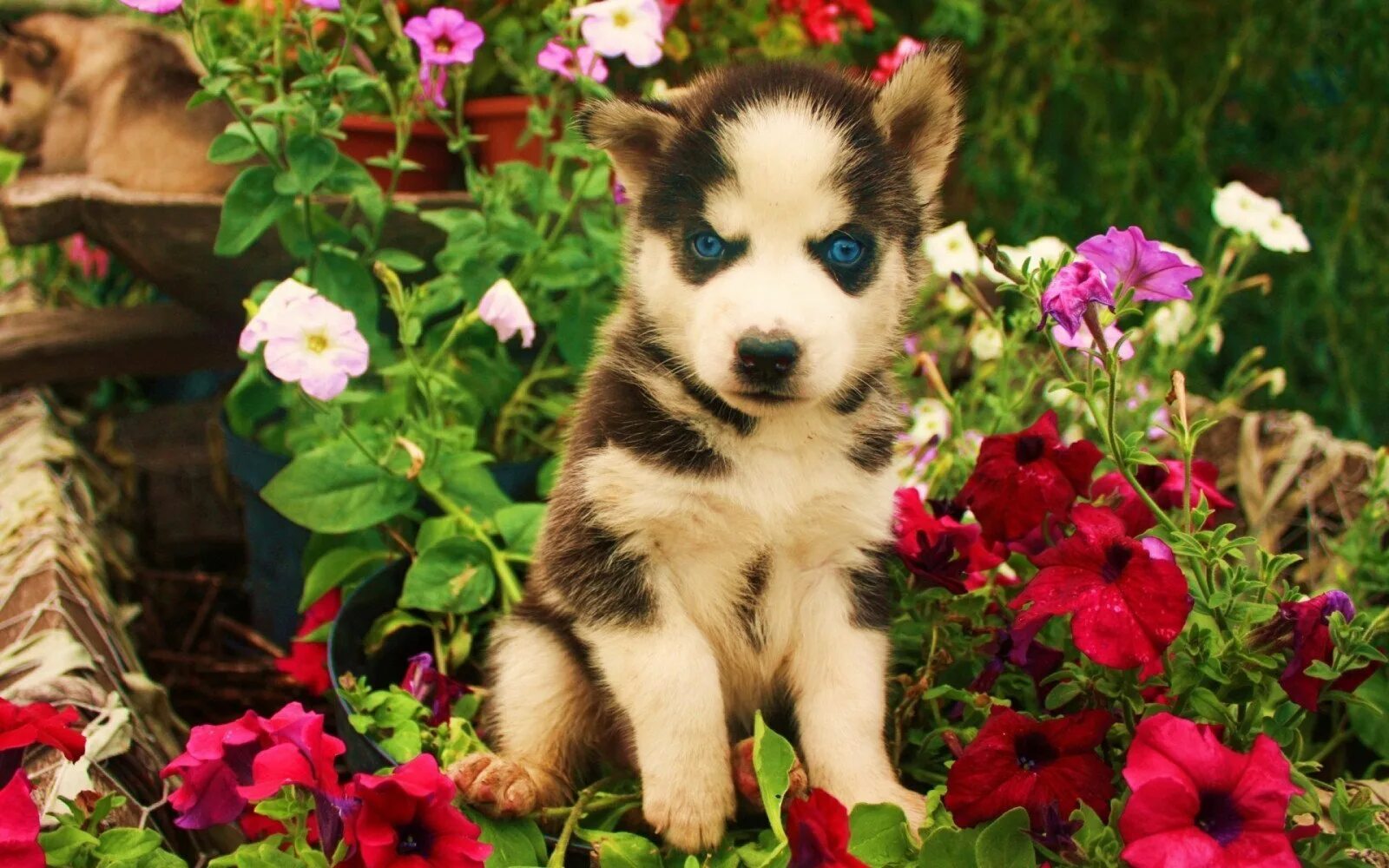 Красивые щенки. Цветы собачки. Красивые собаки. Щенок с цветком. Фотки красивых собак