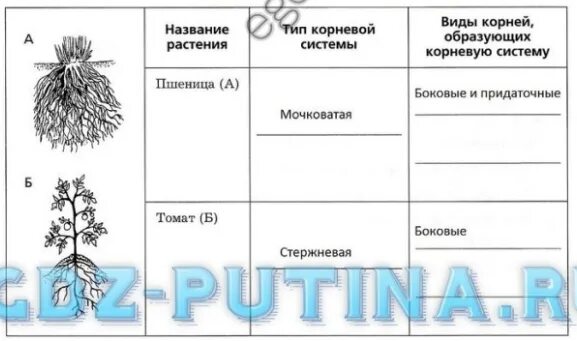 Таблица по биологии корневая система. Типы корневых систем 6 класс биология таблица. Типы корневых систем 6 класс биология таблица. Строение корневых систем у разных растений таблица. Таблица по биологии корневая система.