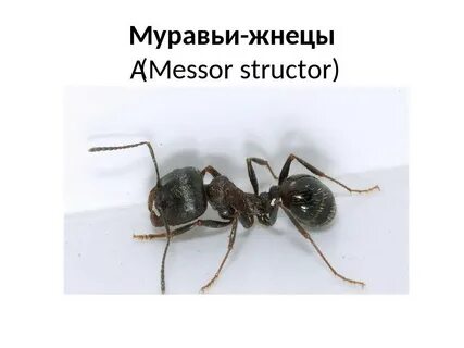 Муравей окончание
