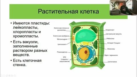 Какая стенка у растений