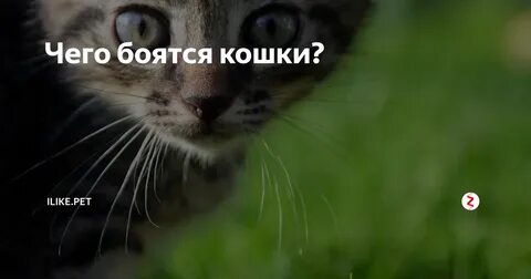 Чего боятся коты больше всего