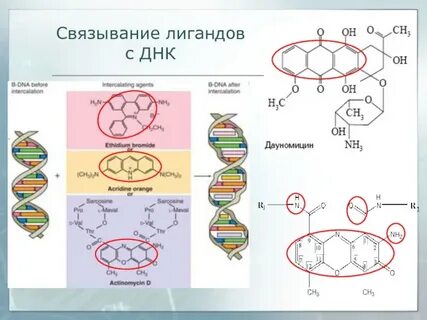 Качество днк