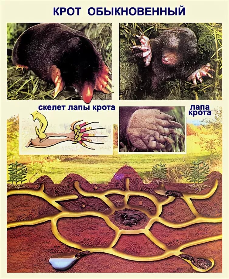 Крот биология. Кратко о кроте. Крот обыкновенный место обитания. Крот. Известно что крот обыкновенный почвенное млекопитающее питающееся.