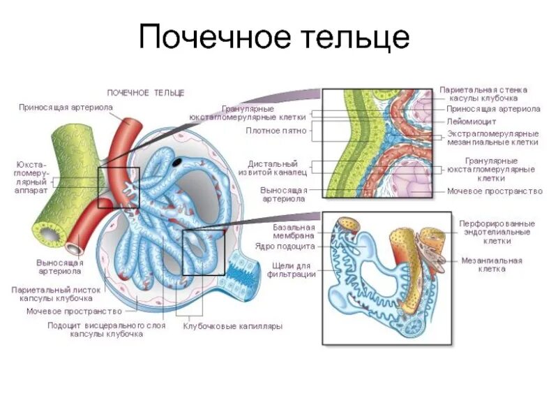 Артериолы клубочка
