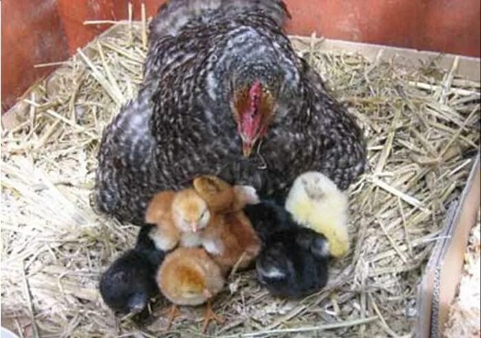 Сколько дней курица высиживает цыплят. Квочка Брама с цыплятами. Наседка курица высиживает яйца. Курица сидит на яйцах. Наседка на яйцах.