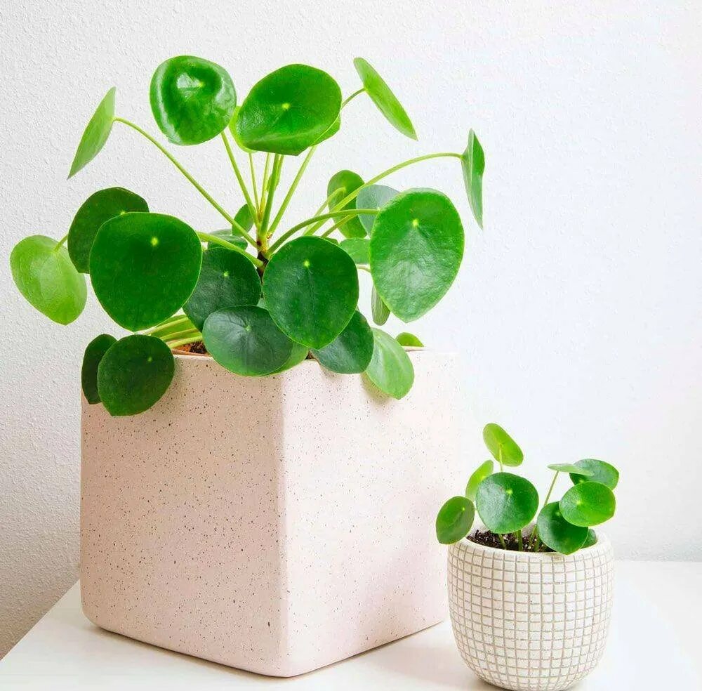 Круглые комнатные растения. Круглые комнатные растения. Цветочный горшок. Пеперомия эден. Пилея пеперомиевидная лист.