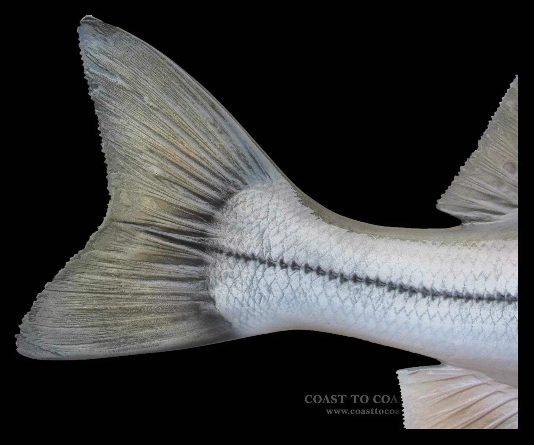 Как выглядит хвост рыбы Page 6 89,000+ Fish Symbol Pictures