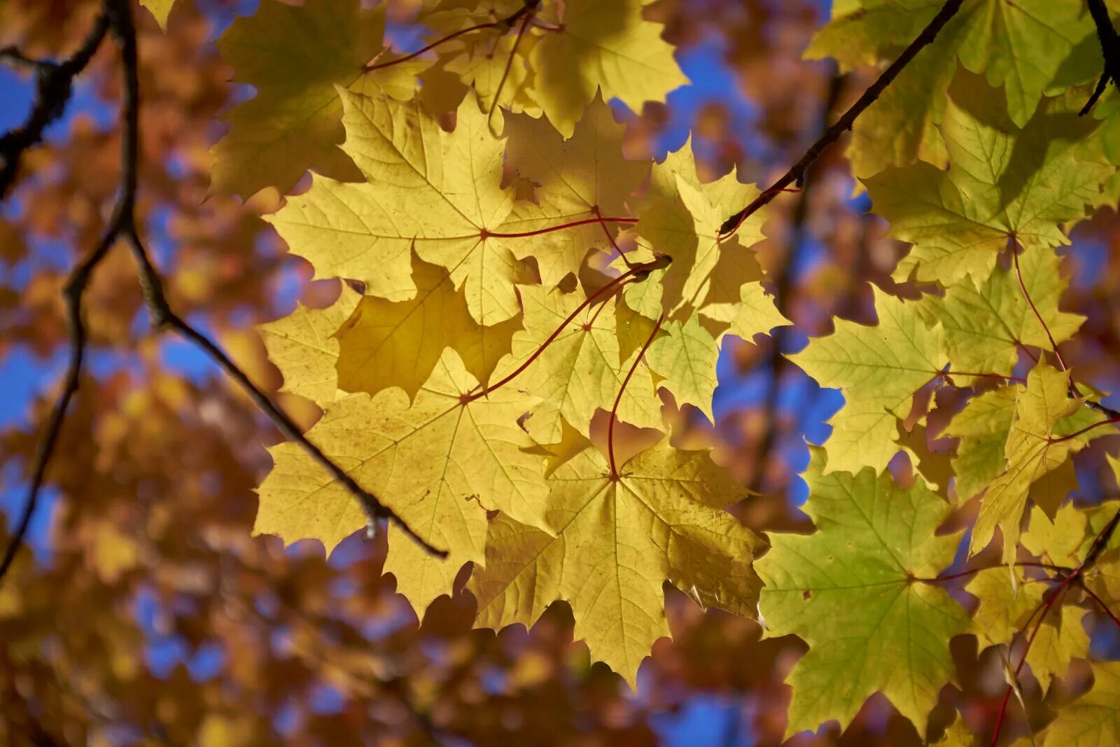 Осень листья. Листья деревьев осенью. Осенняя листва. Желтый лист. 2 сентября осень