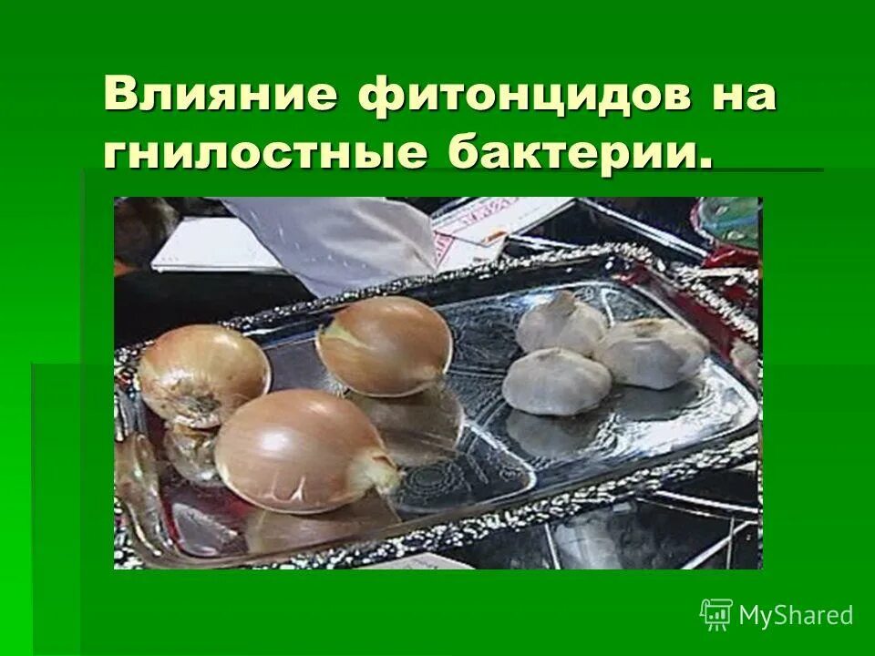 Основные поставщики фитонцидов. Основные поставщики фитонцидов. Фитонциды это кратко. Основные поставщики фитонцидов. Фитонциды в продуктах.