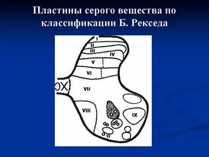 Пластины серого вещества