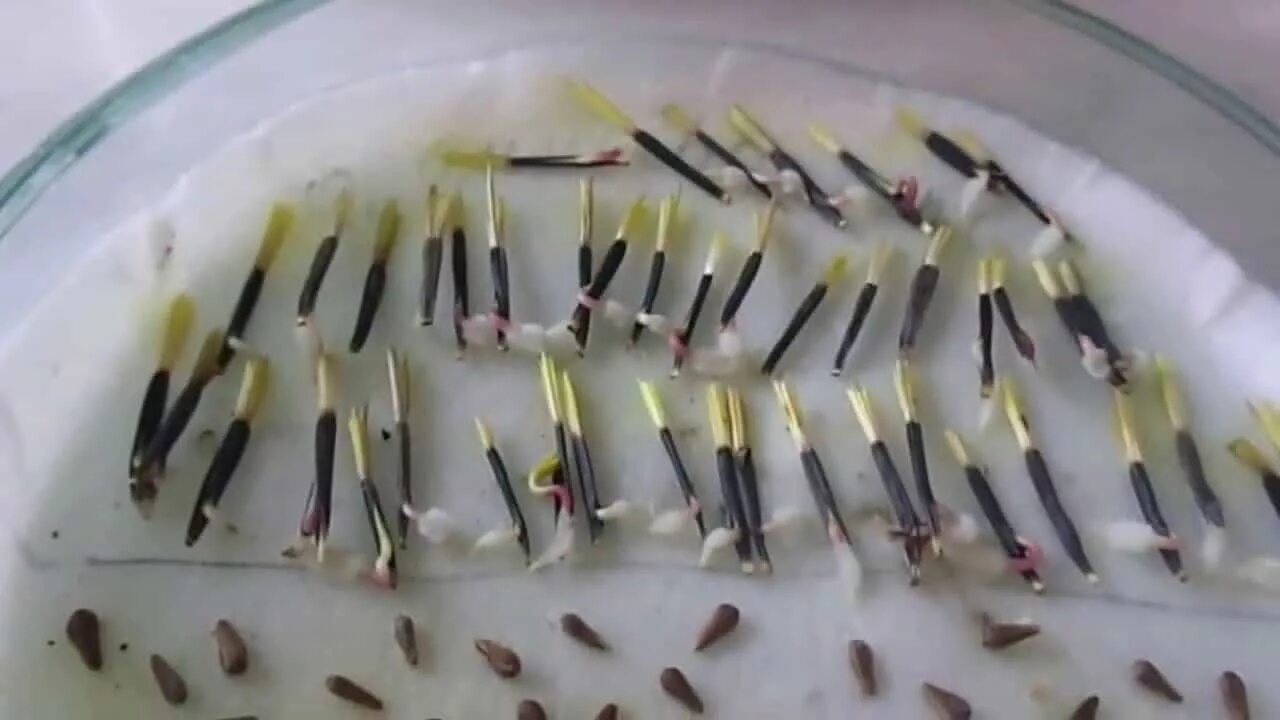 Бархатцы сколько дней всходят после посева. Бархатцы семена посадка на рассаду. семена бархатцев прорастание. пророщенные семена бархатцев. семена бархатцев на рассаду.