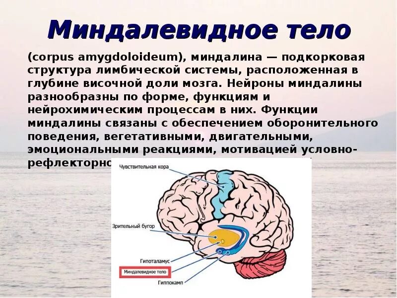 Центр мозга и тела. Миндалевидное тело мозга функции. Функции миндалины лимбической системы. Строение мозга Амигдала. Миндалина мозга функции.