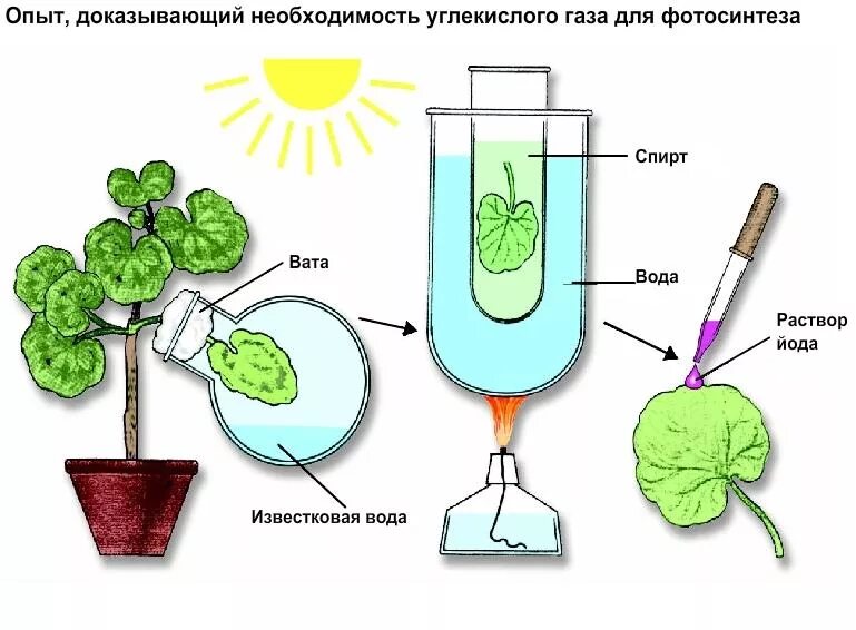 Опыт доказывающий необходимость углекислого газа для фотосинтеза. Опыт доказывающий необходимость света для фотосинтеза. Опыт доказывающий необходимость углекислого газа при фотосинтезе. Опыт нужен углекислый ГАЗ для фотосинтеза.