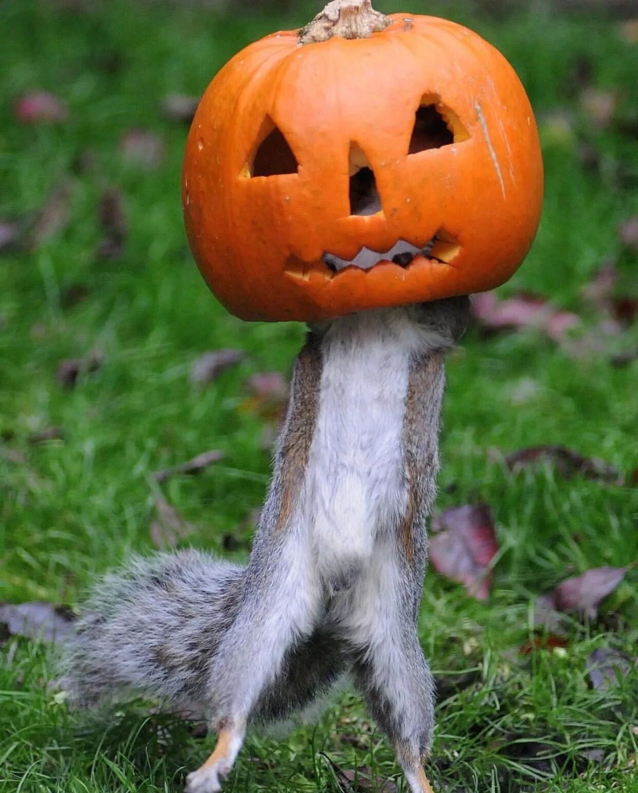 хэллоуин вектор. забавный хэллоуин. хэллоуин кошка. собака тыква. забавный хэллоуин.