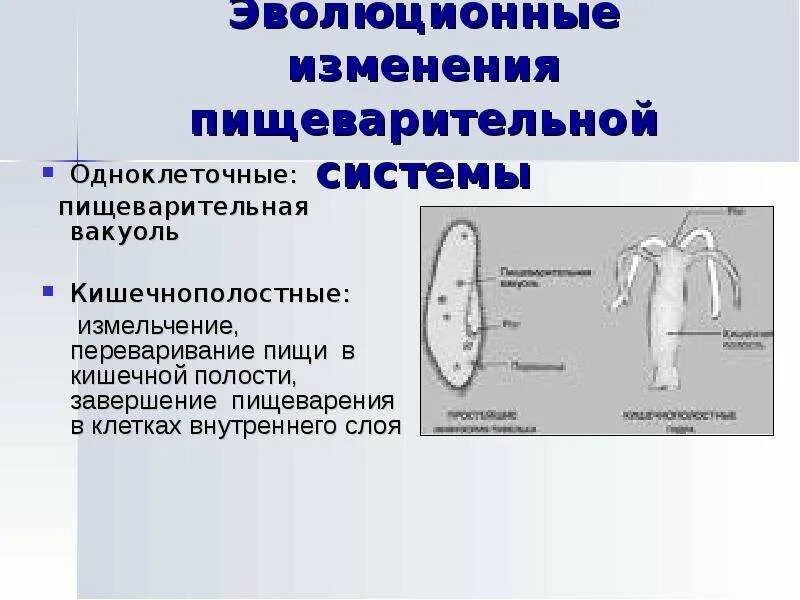 Направления эволюции пищеварительной. Пищеварительная система одноклеточных. Органы пищеварения кишечнополостных. Пищеварительная система кишечнополостных. Строение пищеварительной системы у одноклеточных.