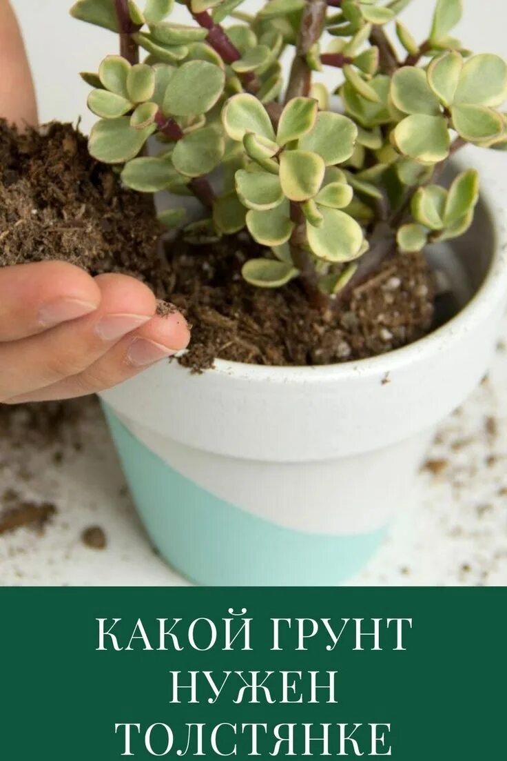 Почва для толстянки. Толстянка грунт. земля для толстянки денежного. грунт для денежного дерева.