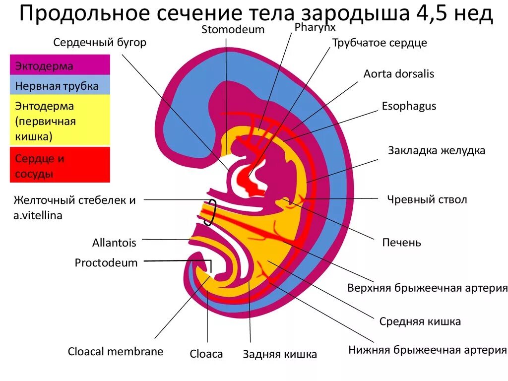 Формирование органов человека. Эмбриональная кишечная трубка. Продольное сечение тела зародыша. Продольное сечение тела зародыша на 4-5 нед. Пищеварительная система зародыша.