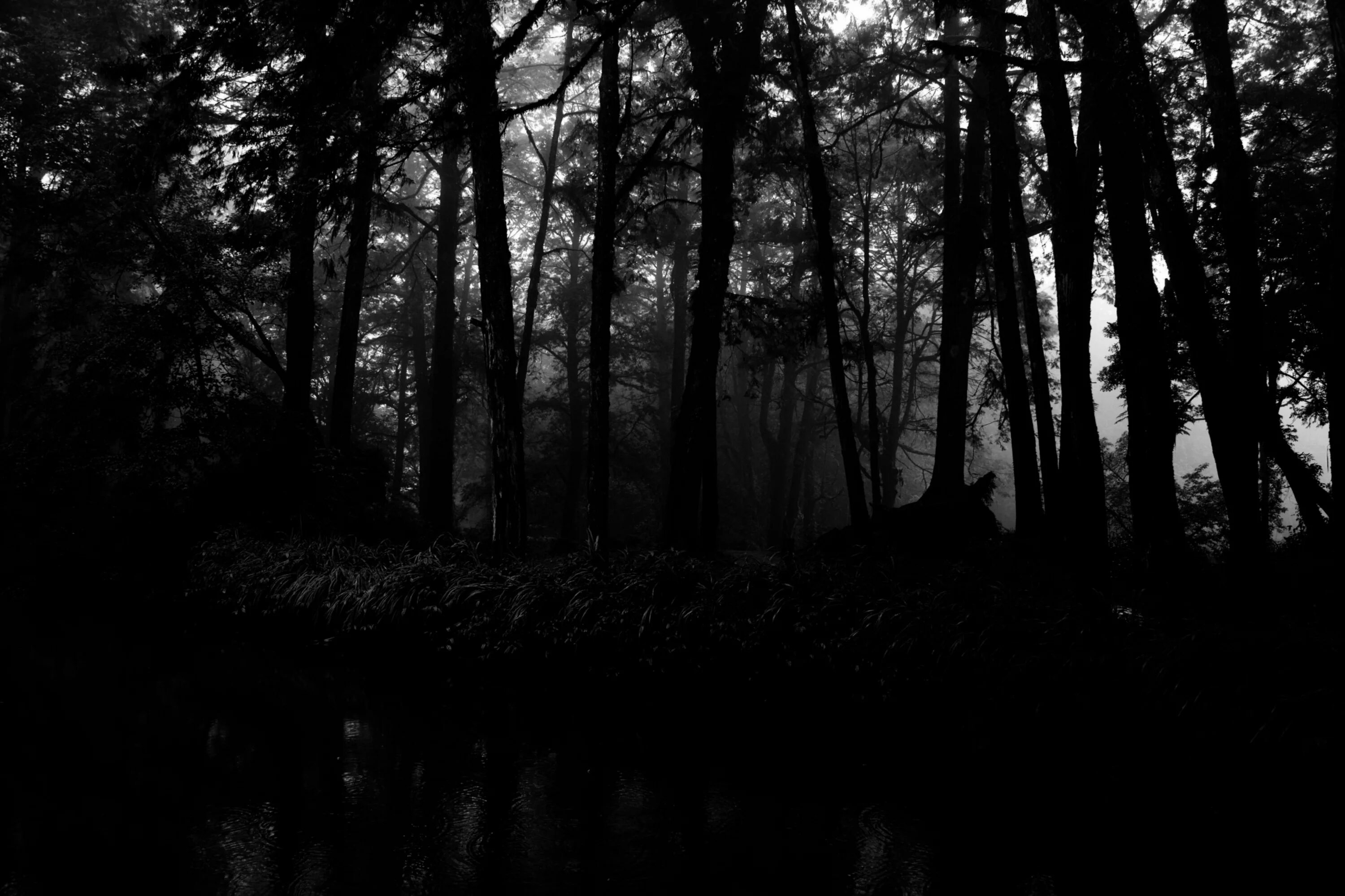 Самый черный лес. Дсбм лес. Мрачный лес. Темный лес. Мрачный фон.