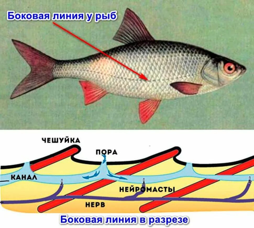 Боковая линия у рыб. Боковая линия у костных рыб. Органы боковой линии у рыб. Что такое боковая линия у рыб 7 класс биология.