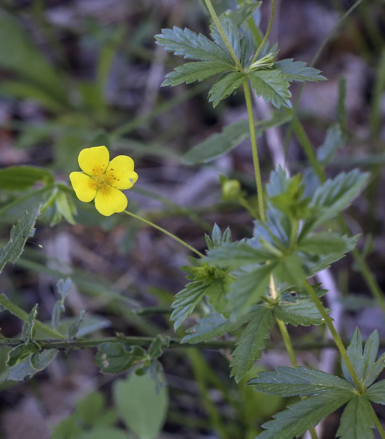 Калган корень свойства и противопоказания. Potentilla erecta. Лапчатка прямостоячая калган. КОЛГАН растение. Лапчатка прямостоячая трава.