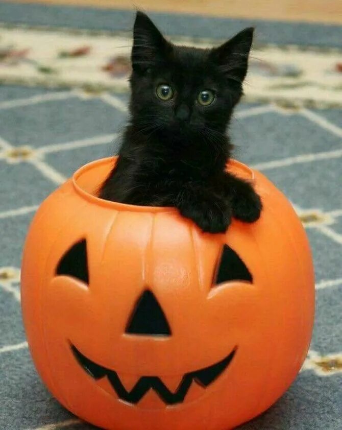 Котенок хэллоуин. Халовин кот. хэллоуинские тыквы кот. кот в тыкве.