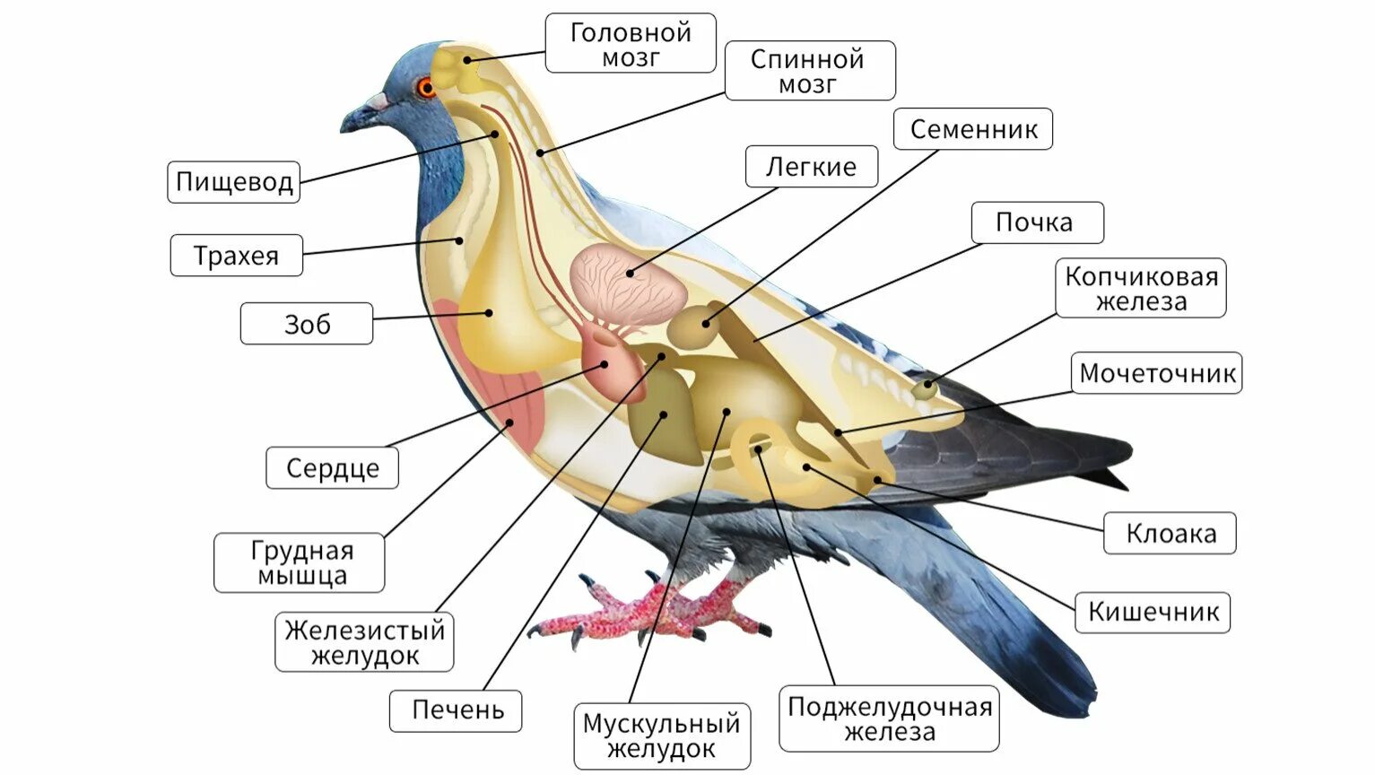 Опишите особенности внешнего строения птиц