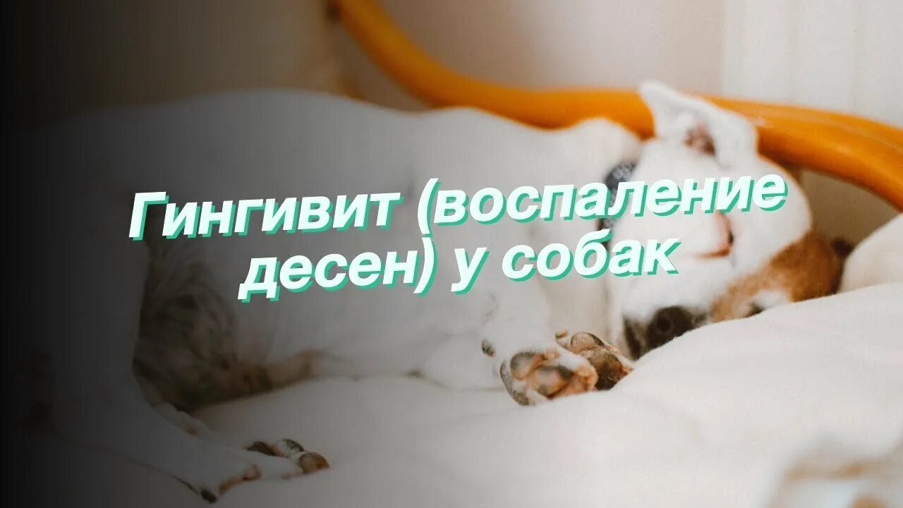 Как собака отходит от наркоза. Как собаки отходят от наркоза. как собаки отходят после наркоза. собака отходит от наркоза после стерилизации.