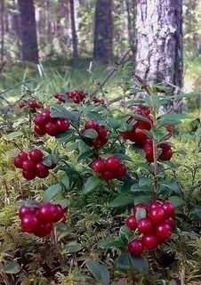 Сибирские ягоды какие