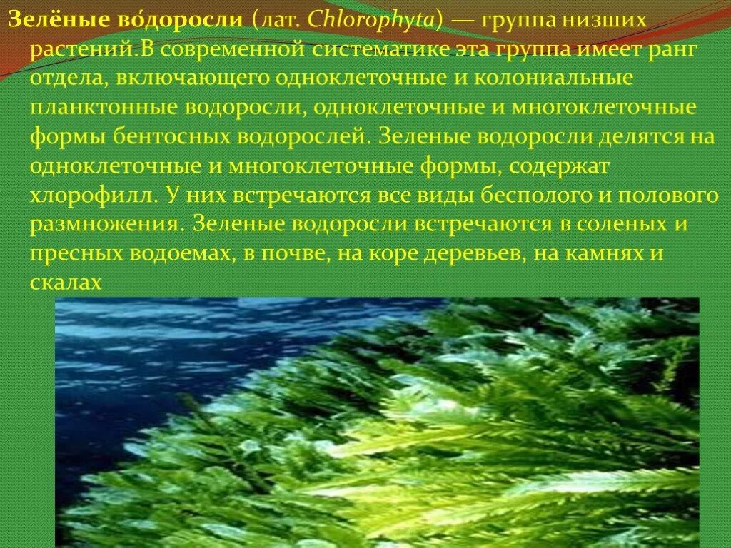 Факторы водоросли. Зеленые водоросли Chlorophyta. Chlorophyta отдел зелёные водоросли. Проект на тему зеленые водоросли. Сообщение о водорослях.