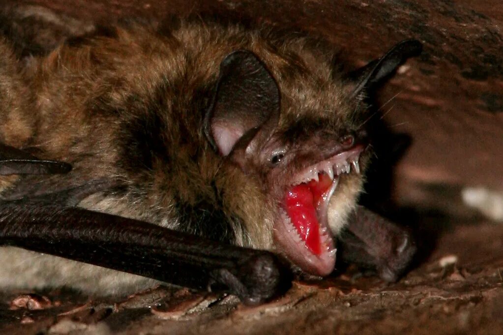 There are various myths surrounding bats those