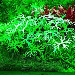 Re plant