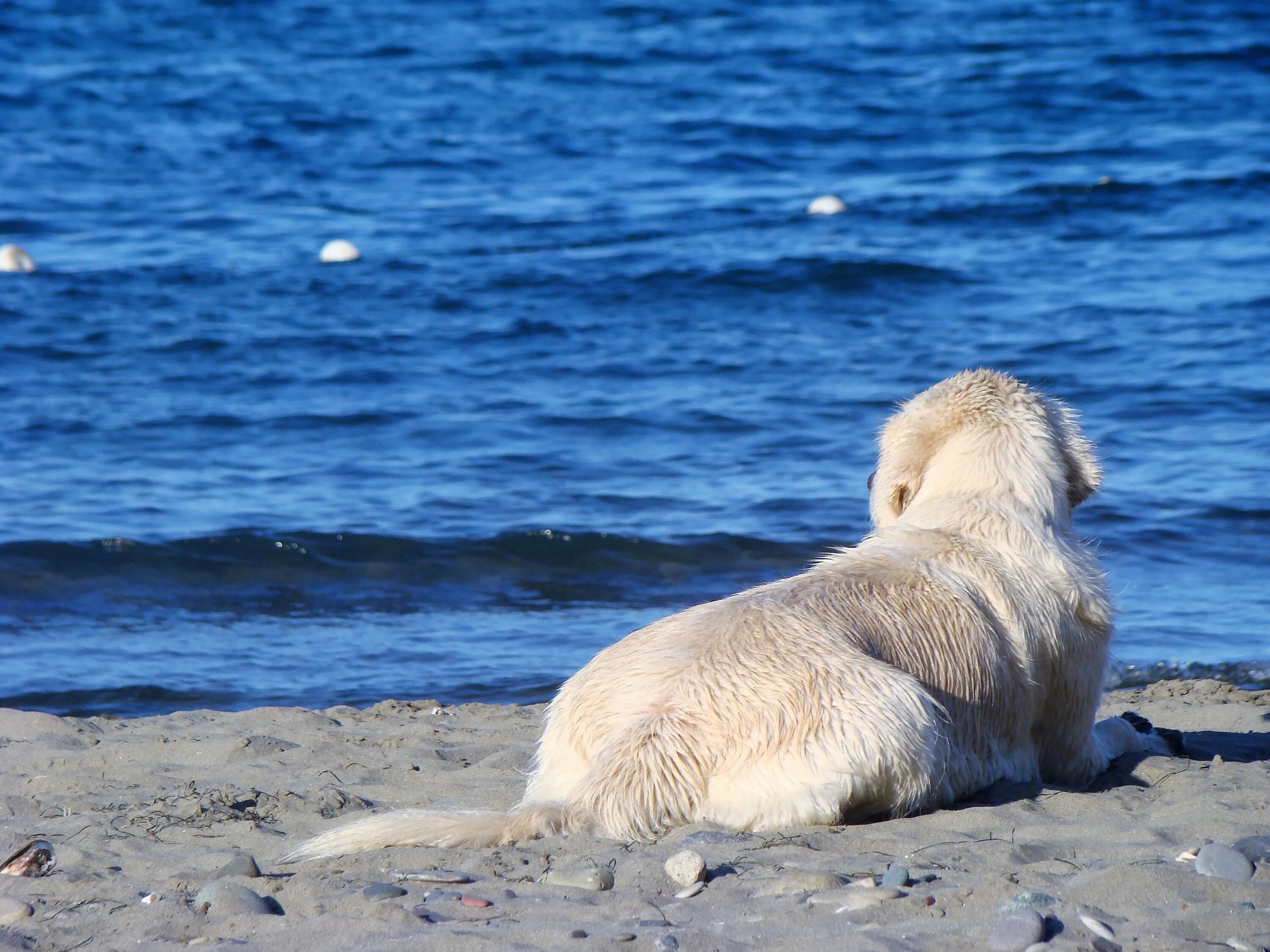Морская собака животное. Морская собака. Морской пес. Морской щенок. Черноморская собачка.
