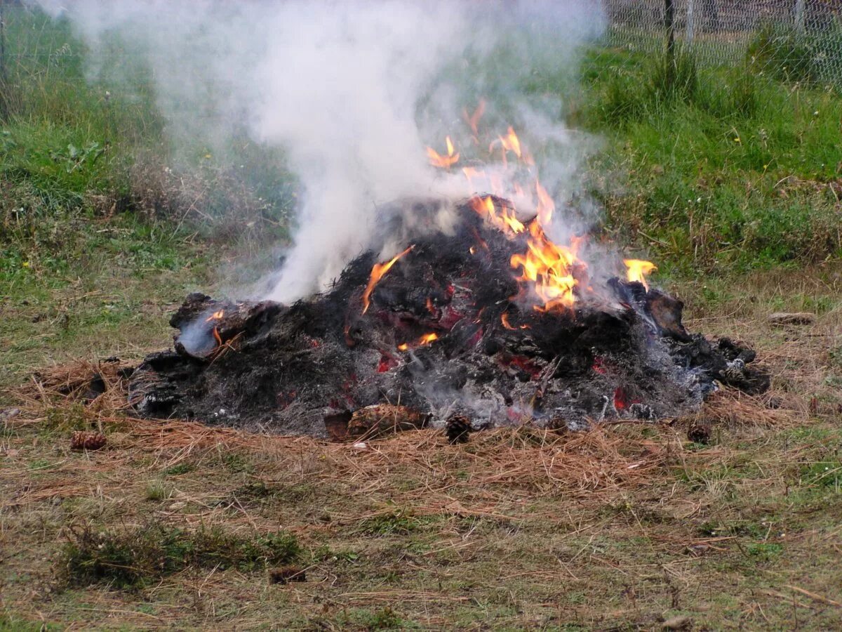 Где запрещено разводить костры на сухой траве. Сжечь траву на участке.