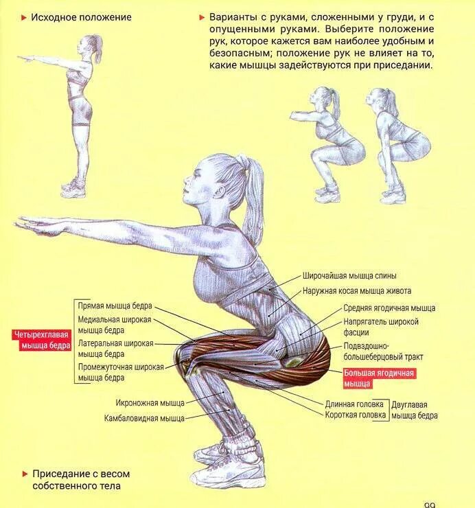 Можно ли подсесть. Анатомия силовых упражнений приседания. Анатомия силовых упражнений приседание со штангой. Приседания мышцы задействованы. Приседания плие мышцы задействованы.