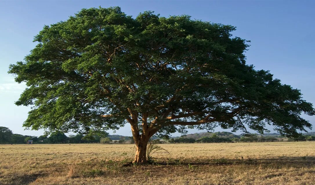 Дерево нефти. Керосиновое дерево copaifera langsdorffii. Copaifera langsdorffii. Дерево нефти. Copaifera langsdorffii дерево.