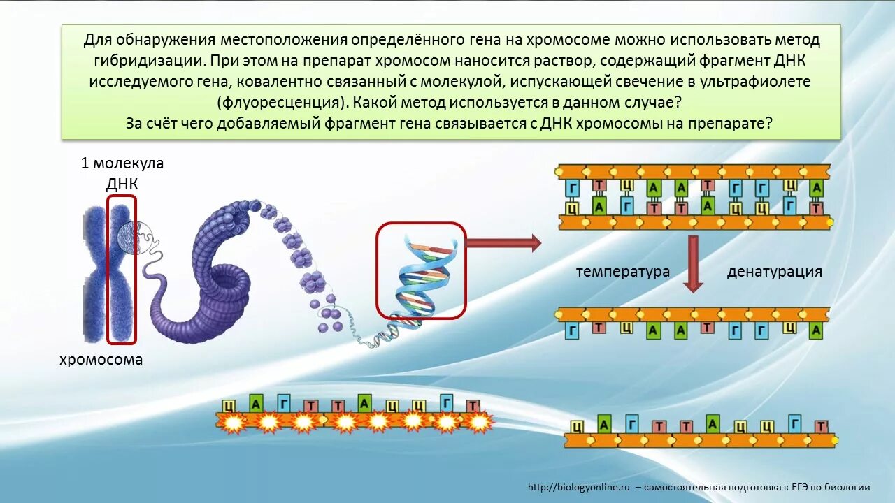 Местоположение генов в хромосоме. Гены и хромосомы. Метод гибридизации ДНК. Метод ДНК ДНК гибридизации. Расположение хромосом в ДНК.