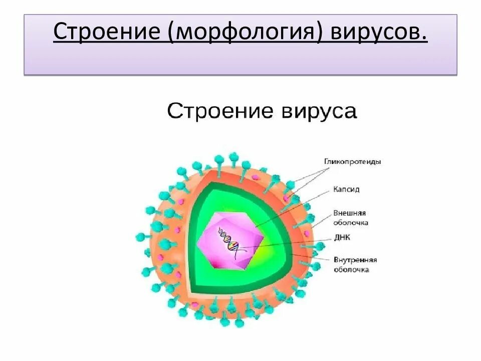 Строение герпеса. Строение вирусов микробиология. морфология и строение вирусов. вирусы строение вирусов микробиология. строение вируса схематично.