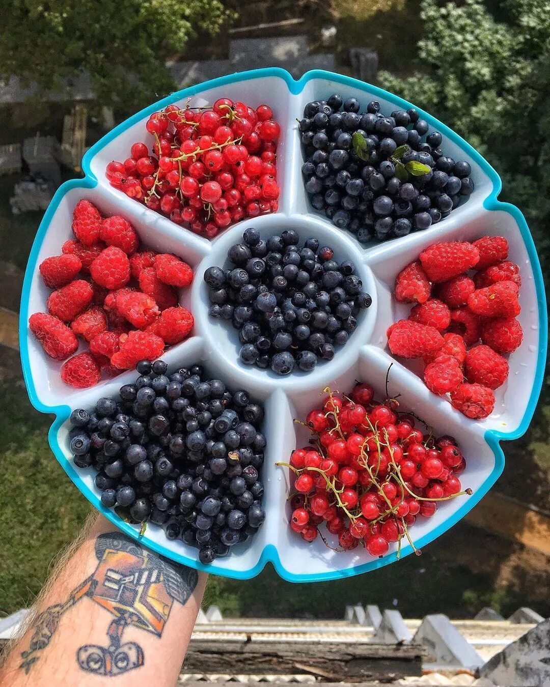 съедобные ягоды фото. виды ягод. ягоды ирга ягоды ирга. садовые ягоды. название разных ягод.