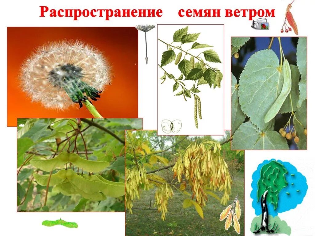 Размножение семян ветром. Распространение семян ветром. Ветром распространяются семена. Распространение семян растений ветром. Семена распространение ветром.