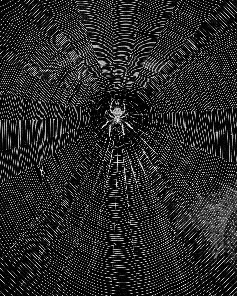 У какого паука черная паутина. Паутина. Паук на паутине. Паутина черная. Страшная паутина.