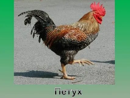 Ноги петуха