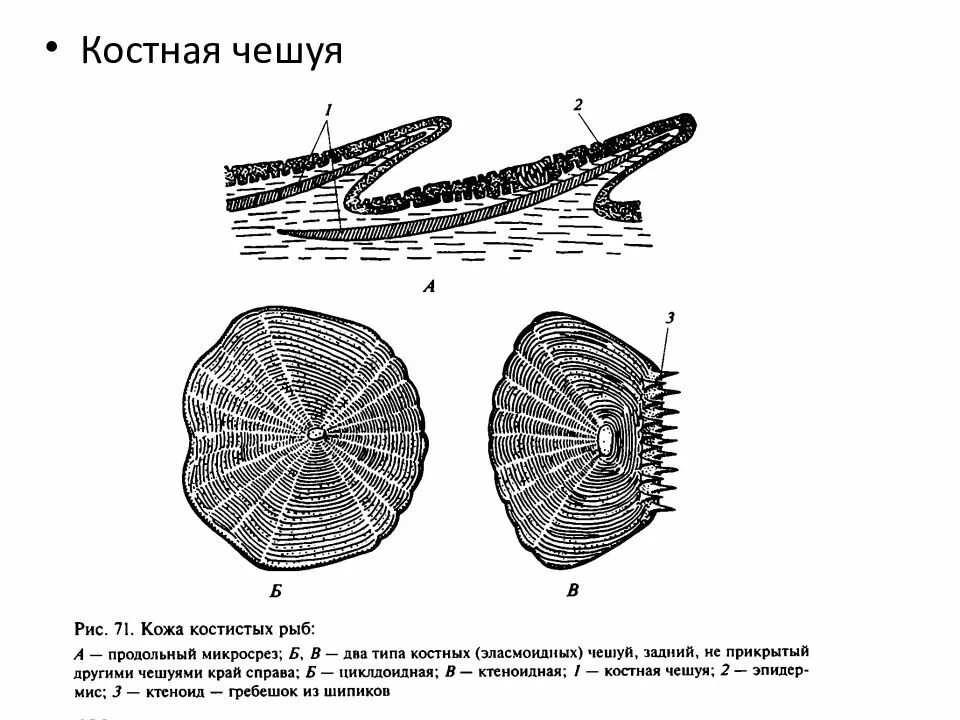 Покровы тела костных рыб. Строение покровов костных рыб. Кожные покровы костистой рыбы. Покровная ткань костных рыб. Костные рыбы тело покрыто костной чешуей