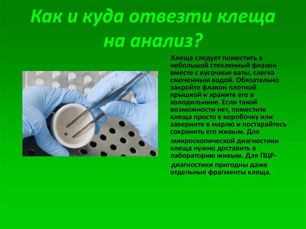 Исследование удаленного клеща. Анализ на исследования клеща. Куда отвезти клеща на анализ. Как отвезти клеща на анализ.